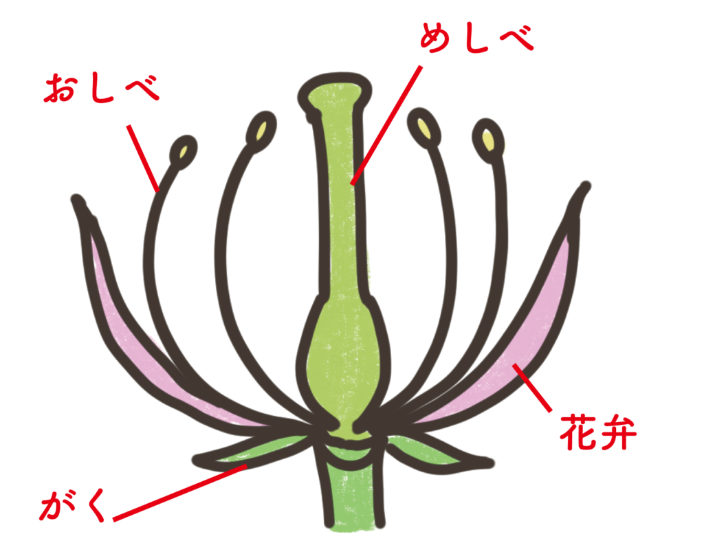 花の器官