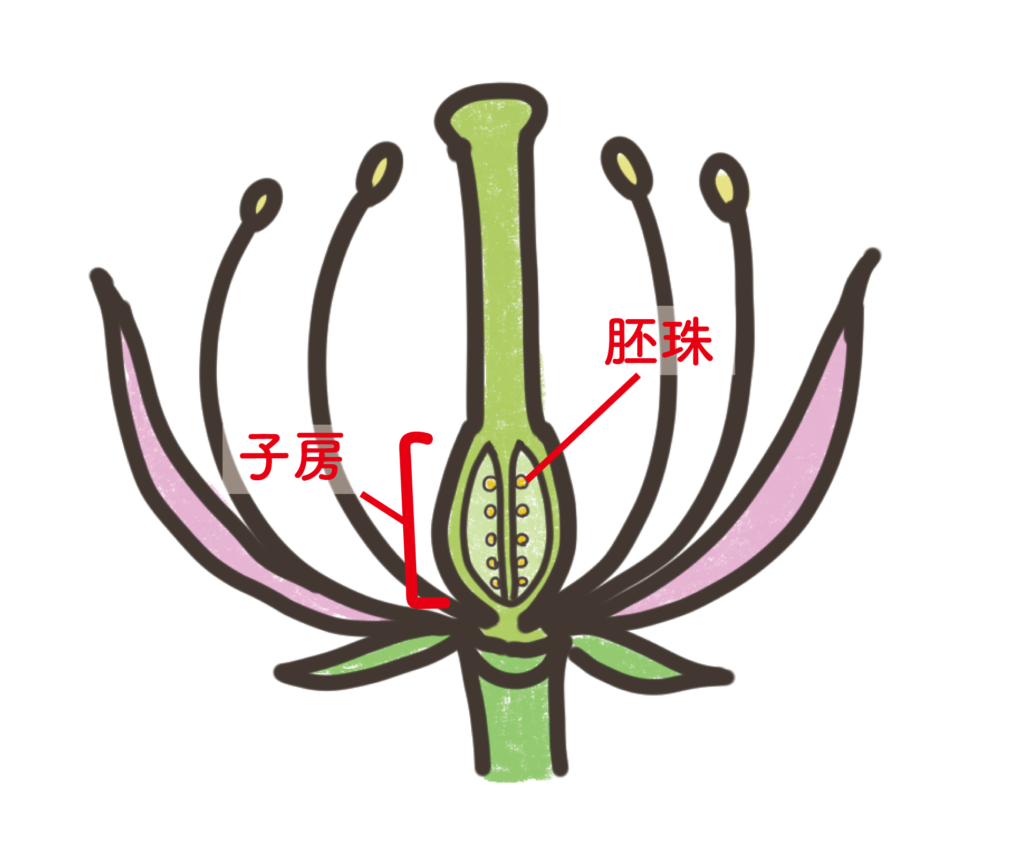 雌蕊の構造