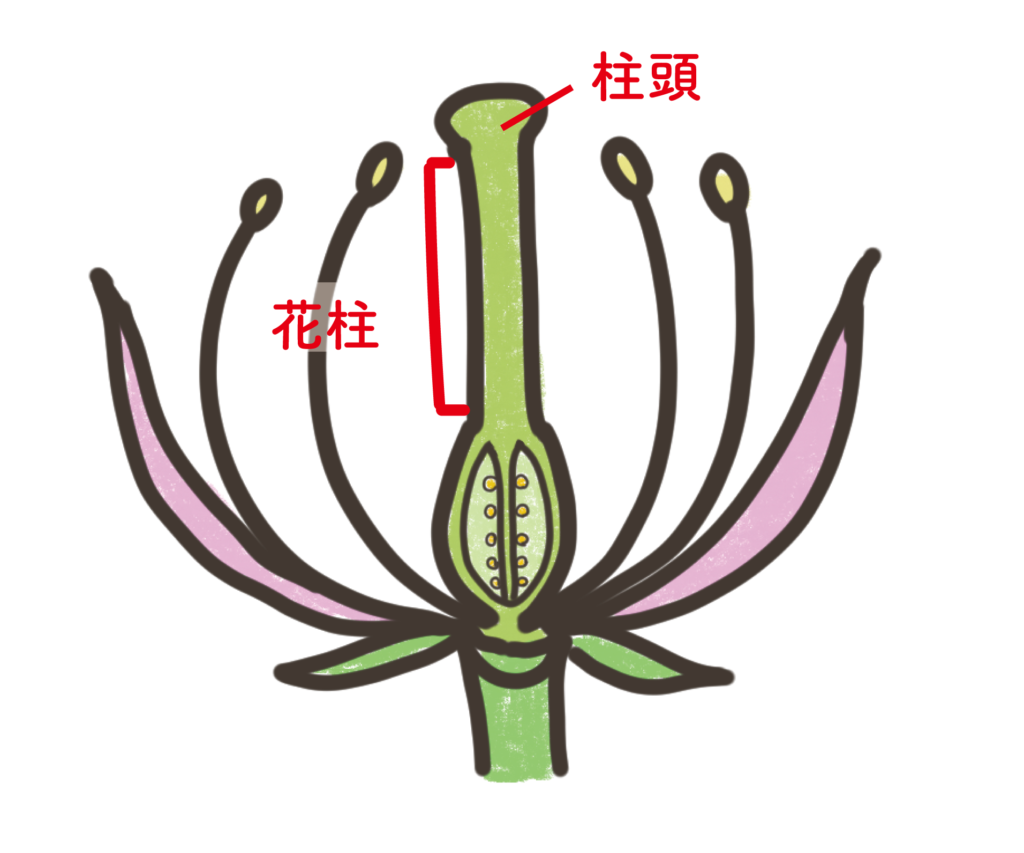 柱頭と花柱