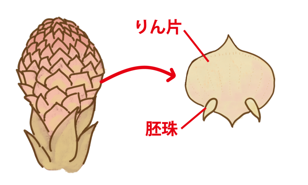 裸子植物の雌花